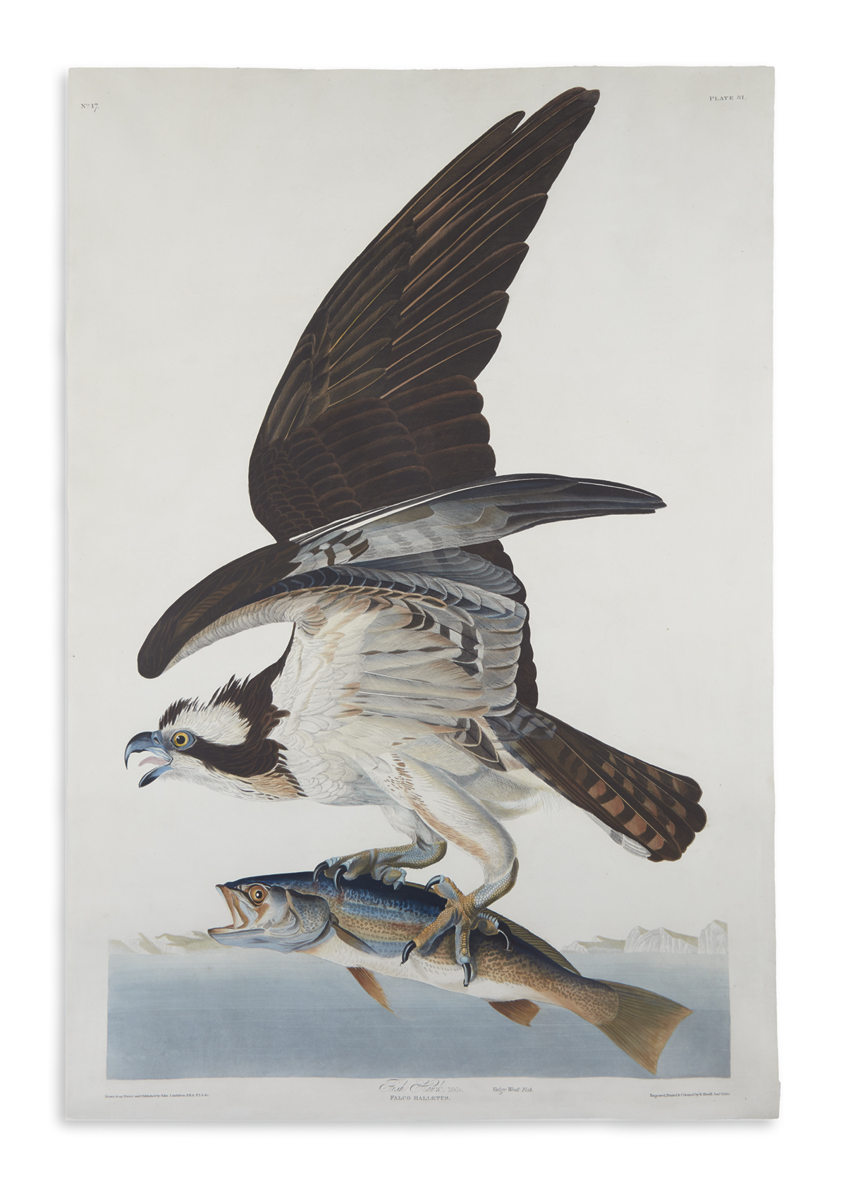 AUDUBON, JOHN JAMES. Fish Hawk. Plate 81.  [Variant 1.]
